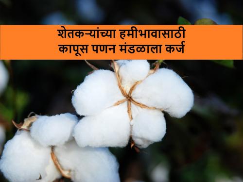 way to cotton msp price for farmers is clear after new GR | कर्ज काढून दिले जाणार कापूस शेतकऱ्यांचे हमीभावाचे चुकारे