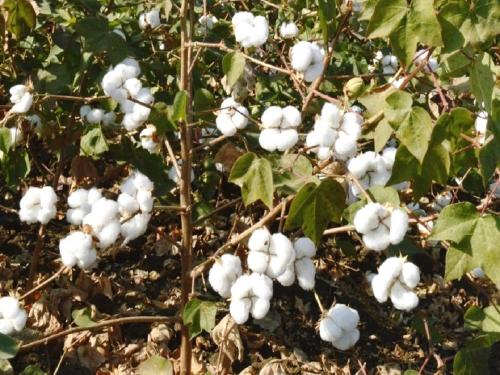 Bt straight variety developed in cotton crop for the first time in Maharashtra | महाराष्ट्रात पहिल्यांदाच कापुस पिकात बीटी सरळ वाण विकसित