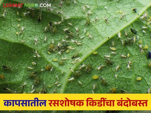 Management of cotton crop sucking pest thrips aphids jassid at the initial stage | सुरूवातीच्या अवस्थेतच कपाशीवरील मावा, तुडतुडे आणि फुलकिडींचे करा व्यवस्थापन