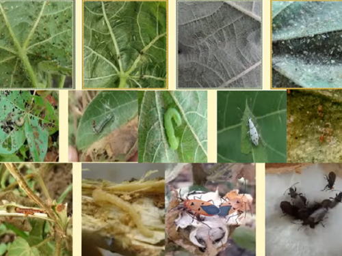 How can you identify the sucking pests in cotton crop? | कपाशीवरील रस शोषण करणाऱ्या किडी कशा ओळखाल ?