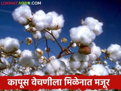 Cotton Picking : The labourers not getting for cotton picking | Cotton Picking : कापूस वेचणीला प्रारंभ; मजुरांसाठी करावी लागते पायपीट