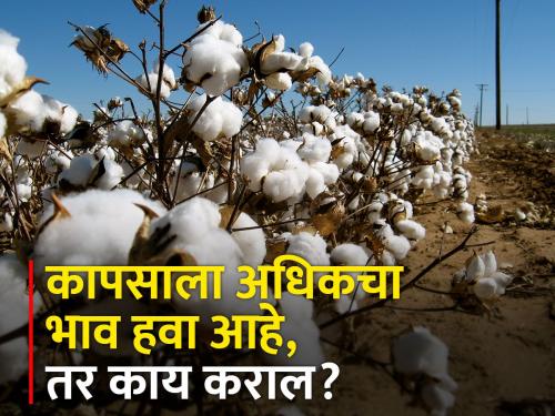 How to picking and grading of cotton? | कापसाची वेचणी व प्रतवारी कशी करावी?