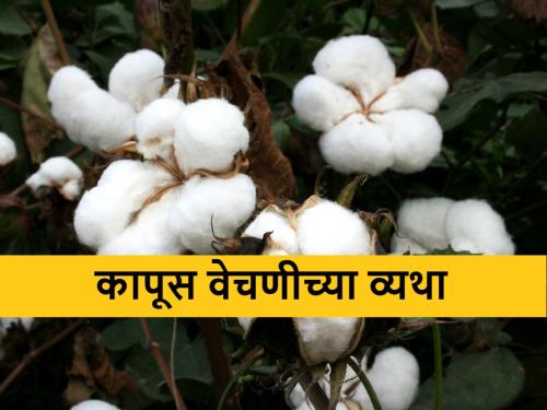 Cotton picking rate at Rs 11, due to labour shortage issue in Marathwada region | Cotton: रिक्षाची सोय करा..., तरच कापूस वेचायला येऊ