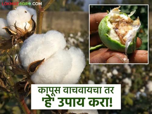 latest news Cotton Crop Protection Tips: Bollworm outbreak in Vidarbha; Take 'this' measures on time, read in detail | Cotton Crop Protection Tips : विदर्भात बोंडअळीचा प्रादुर्भाव; वेळीच 'हे' उपाय करा वाचा सविस्तर