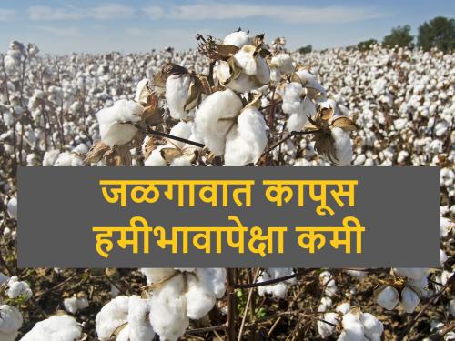 cotton prices decreased than msp in Jalgaon | कापूस विक्रीकडे ६५ टक्के शेतकऱ्यांनी फिरवली पाठ