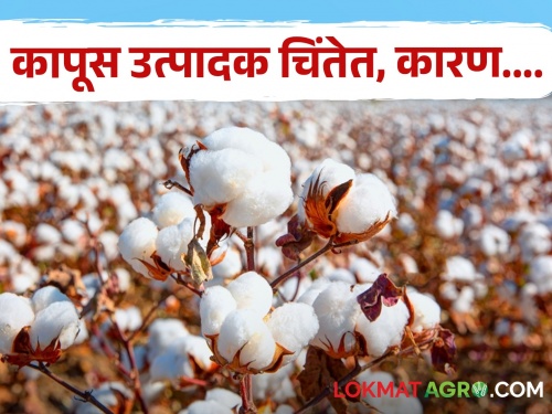 Latest News Export of cotton stopped, purchase by market stopped also price increase down | ना निर्यात, ना जिनिंग अन् बाजारभावातही वाढ नाही, कापूस उत्पादक चिंतेत, कारण.... 