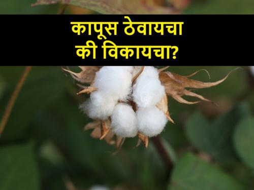 What will be future cotton prices in July in Akola, Nagpur, Marathwada and Vidarbh | जुलैमध्ये कापसाचे भाव काय असतील? साठवलेला कापूस विकावा काय?