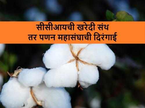 cotton market prices: Government should buy cotton instead of filing cases against traders | ‘सरकारने व्यापाऱ्यांवर गुन्हे दाखल करण्याऐवजी कापूस खरेदी करावी’