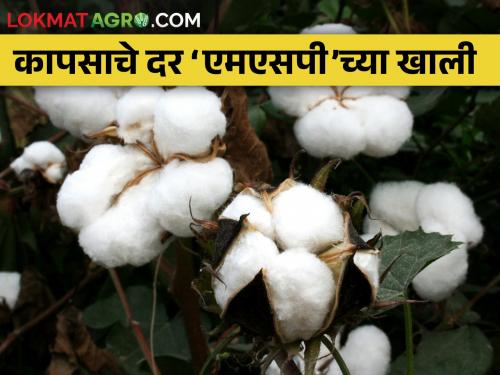 Government silent on cotton purchase; The loss to farmers is at least Rs 220 to 520 per quintal | कापूस खरेदीवर सरकार ढिम्म; शेतकऱ्यांना प्रतिक्विंटल किमान २२० ते ५२० रुपयांचे नुकसान