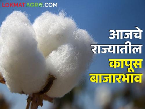 Latest News 24 Feb Todays Cotton rate In maharashtra bajar samiti | कापूस दरात घसरण, आज कुठे काय बाजारभाव मिळाला? जाणून घ्या 