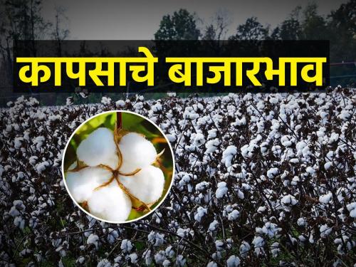 future cotton market price in Maharashtra for October to December | ऑक्टोबर ते डिसेंबरमध्ये कापसाचे भाव कसे राहतील? जाणून घ्या अंदाज