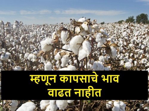 When cotton is getting low prices in the India and booming in other country? | जागतिक बाजारात कापसात तेजी असताना, देशात कमी भाव का?