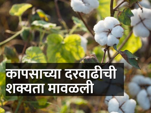 Cotton prices will settle around Rs 7,200 | कापसाचे दर ७,२०० रुपयांच्या आसपास स्थिरावणार