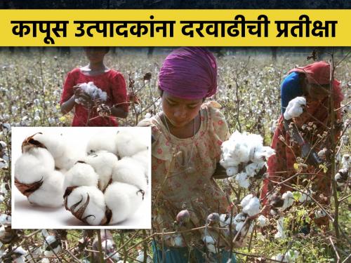 Latest News Cotton producers waiting for price hike, market price of cotton today | कापूस उत्पादकांना दरवाढीची प्रतीक्षा, मागील वर्षीचा कापूस घरातच पडून...