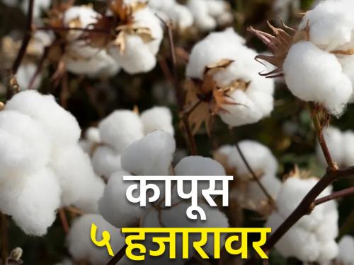 The price of new cotton is only five thousand | नव्या कापसाला मिळतोय फक्त पाच हजाराचा भाव