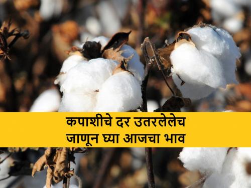 today's market rate of cotton in vidarbha, cotton rates are decreasing | निसर्गाने घात केला, आता बाजाराने कपाशीला दगा दिला