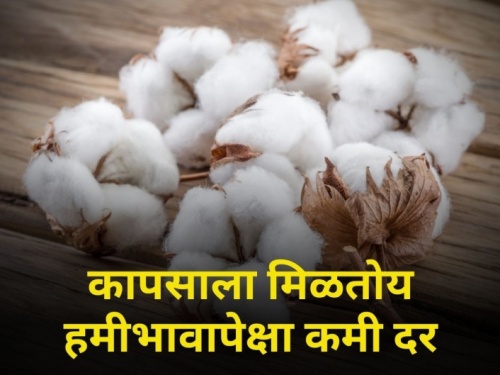 Latest News Todays Cotton Price In Market Yard in maharashtra | कापसाला चांगल्या दराची प्रतीक्षा, आज काय बाजारभाव मिळाला?