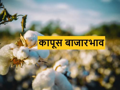 know Today's cotton market prices in Maharashtra | दिवाळीनंतर पांढऱ्या सोन्याला बाजारात किती भाव मिळतोय? जाणून घ्या