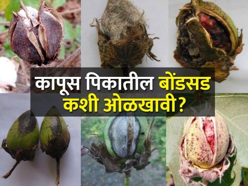 How to manage boll rot disease in cotton crop? | कापूस पिकावरील बोंडसडचे व्यवस्थापन कसे कराल?