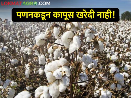 Latest News Center's order, but still no cotton purchase from Panan mahamandal | केंद्राचा आदेश, मात्र अद्यापही पणनकडून कापूस खरेदी नाही!