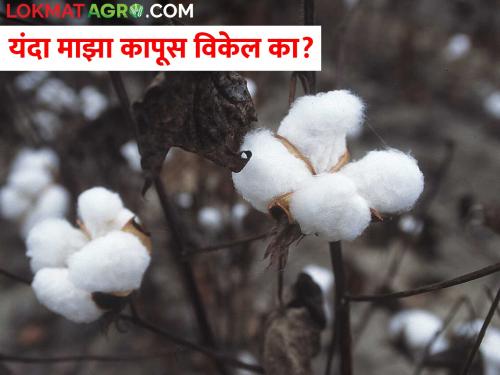 CCI is ready to buy cotton at a guaranteed rate if it does not get a good price in the market | कापसाला बाजारात चांगला भाव न मिळाल्यास हमीदराने खरेदीसाठी सीसीआय सज्ज