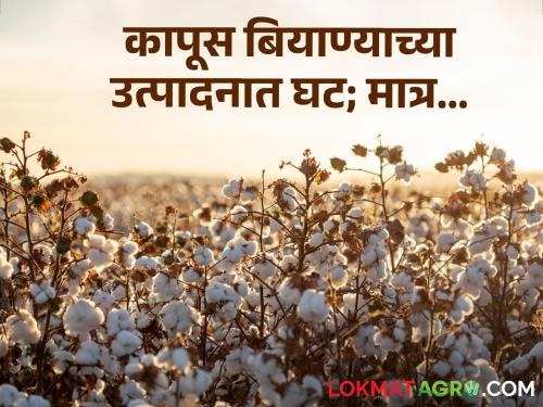 Latest News Decrease in cotton seed production; But there is no shortage see details | Cotton Seed Issue : चिंता नकाे! कापूस बियाण्याच्या उत्पादनात घट; तुटवडा मात्र नाही! वाचा सविस्तर