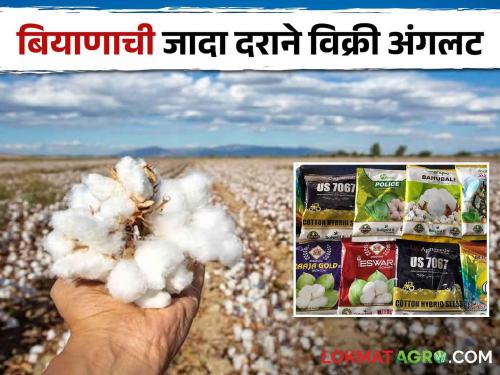 As soon as 864 packets of cotton were sold for Rs 1400, a case was registered against the director of the Agricultural Service Centre | Cotton : कापसाच्या ८६४ च्या पाकिटाची १४०० रुपयांना विक्री; कृषी सेवा केंद्रचालकावर गुन्हा