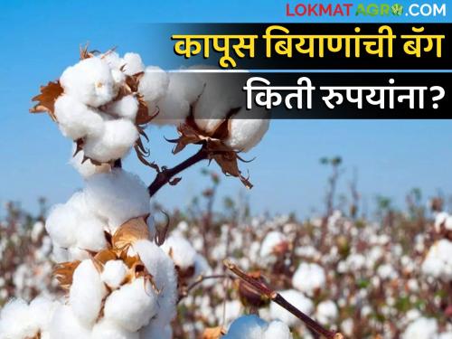 Latest News Cotton seed bag generally available for Rs.864 Says agri department | Cotton seeds : कापूस बियाणे बॅग 'इतक्या' रुपयांना मिळण्याची शक्यता, कृषी विभागाचे आवाहन