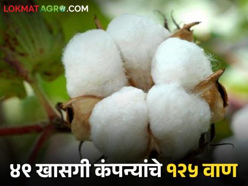 Don't worry, need 1 million cotton bags; 13 lakh will be available | Cotton Farming चिंता करू नका, कापसाच्या १० लाख पाकिटांची गरज; उपलब्ध होणार १३ लाख