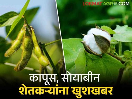 Cotton and soybean farmers will get five thousand rupees per hectare | कापूस व सोयाबीन उत्पादक शेतकऱ्यांना मिळणार प्रति हेक्टरी पाच हजार रुपये