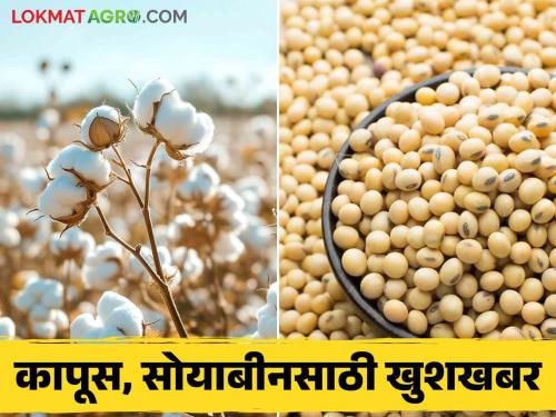 Central government big decision regarding to purchase soybean and cotton read in detail | सोयाबीन, कापूस खरेदीसाठी केंद्र सरकारचा हा मोठा निर्णय वाचा सविस्तर