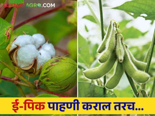 Financial assistance of five thousand to cotton, soybean farmers but it is mandatory to do this | कापूस, सोयाबीन शेतकऱ्यांना पाच हजारांचे अर्थसाह्य पण त्यासाठी हे करणे बंधनकारक