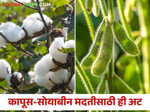 Registration of e-crop sowing record required for cotton-soybean subsidy of 5 thousand | कापूस-सोयाबीन ५ हजारांच्या अनुदानासाठी ई-पीक पेऱ्याची नोंद आवश्यक