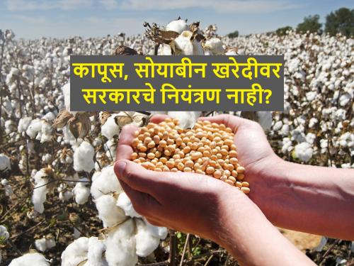 Why is cotton beans being purchased at a lower price than the guaranteed price? | कापूस सोयाबीनची हमीभावापेक्षा कमी दराने का होतेय खरेदी?