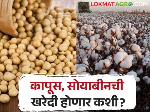 Will the government purchase cotton, soybeans at higher rates than the guaranteed price?  | हमीभावापेक्षा अधिक दराने कापूस, सोयाबीनची खरेदी शासन करणार का? 