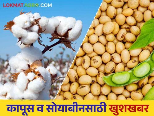 The date of cotton, soybean assistance has been decided 42 lakh farmers of the state will get benefits. Read in detail | कापूस, सोयाबीन मदतीची तारीख ठरली राज्यातील ४२ लाख शेतकऱ्यांना मिळणार लाभ वाचा सविस्तर