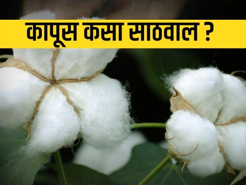 How to properly store cotton? | कापसाची योग्यप्रकारे कशी साठवणूक कराल?