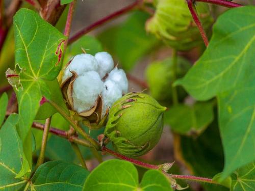 How to control sucking pests in cotton crop? | कपाशीवरील रस शोषण करणाऱ्या किडींचे नियंत्रण कसे कराल ?