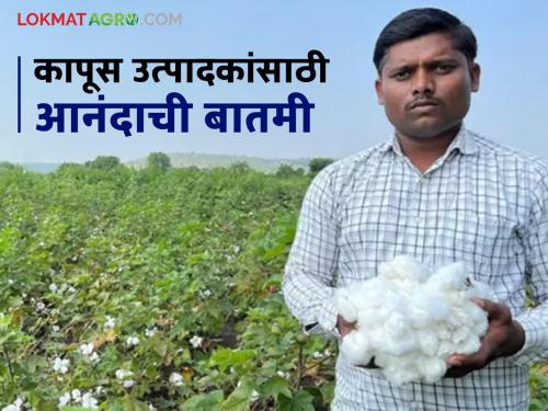 CCI Cotton Market: latest news Good news for cotton growers; Cotton procurement resumed on 'this' day Read in detail | CCI Cotton Market: कापुस उत्पादकांना खुशखबर; 'या' दिवशी कापूस खरेदी पूर्ववत वाचा सविस्तर