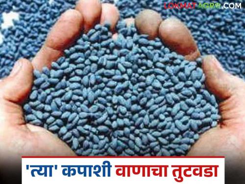latest news Cotton Variety: Shortage of 'that' cotton variety in the Kharpan belt; What is the reason? Read in detail | Cotton Variety : खारपाण पट्ट्यात 'त्या' कपाशी वाणाचा तुटवडा; काय आहे कारण वाचा सविस्तर