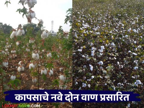 Two varieties of native and American cotton released by Marathwada Agricultural University read in detail | मराठवाडा कृषि विद्यापीठाकडून देशी व अमेरिकन कापसाचे दोन वाण प्रसारित वाचा सविस्तर