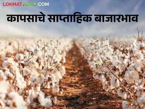 Latest news Cotton Market Good market price for cotton in Rajkot market, read last week's rates  | Cotton Market : राजकोट बाजारात कापसाला चांगला बाजारभाव, वाचा मागील आठवड्यातील दर 