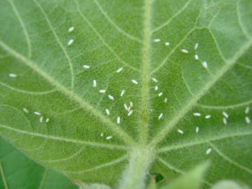 Identify and timely control of sucking pests in cotton | कपाशीवरील रस शोषणाऱ्या किडी ओळखा आणि वेळीच नियंत्रण करा