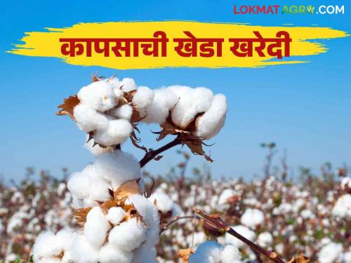 Cotton Market: Government cotton purchase time after Diwali | Cotton Market : शासकीय कापूस खरेदीचा मुहूर्त दिवाळीनंतर; शेतकऱ्यांची खुल्या बाजारात विक्रीला पसंती 