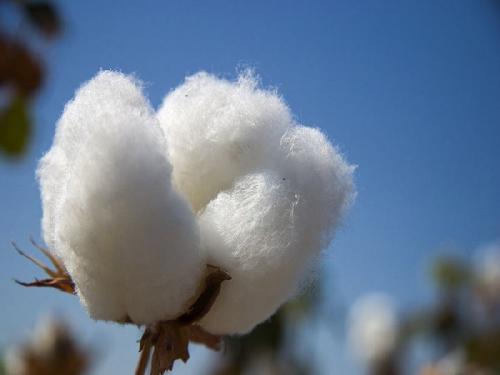 Know today's cotton market price in Maharashtra and India | जाणून घ्या आजचे कापसाचे बाजारभाव