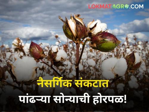 maharashtra state cotton producer farmer market yard rate heavy rain hailstorm | दुष्काळ आणि अवकाळीत पांढरं सोनं सुद्धा निराशादायी