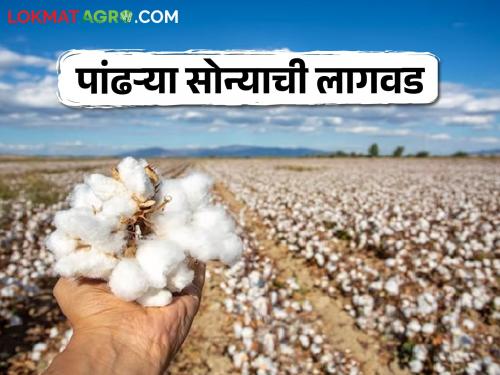 This year white gold will be planted on 50 thousand hectares | यंदा ५० हजार हेक्टरवर होणार पांढऱ्या सोन्याची लागवड