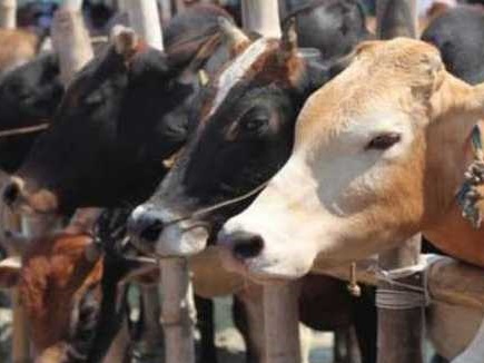 Milk price drops by Rs 5, farmers demanding to solve milk issue | दुधाच्या भावात ५ रुपयांची घसरण; उत्पादकांच्या अडचणी वाढल्या