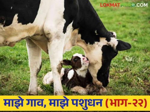 How to too much green fodder can be harmful to livestock for create abortion issues | अधिक प्रमाणात हिरवा लुसलुशीत चारा जनावरांना कसा ठरू शकतो घातक