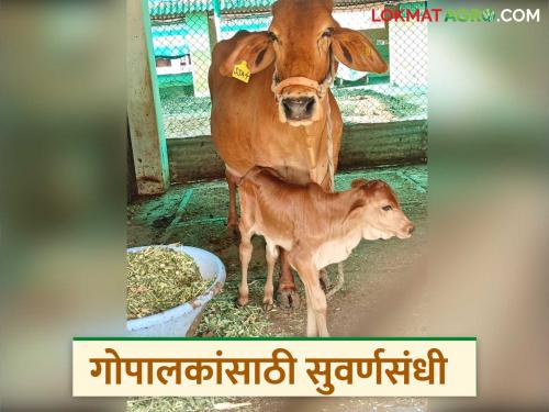 latest news Pdkv Cow: Successful experiment of sex-sorted semen in Akola; See what's special, read in detail | Pdkv Cow : अकोल्यात सेक्स-सॉर्टेड सिमेनचा यशस्वी प्रयोग; पाहा काय आहे विशेष वाचा सविस्तर
